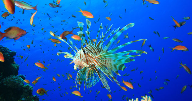 Lionfish